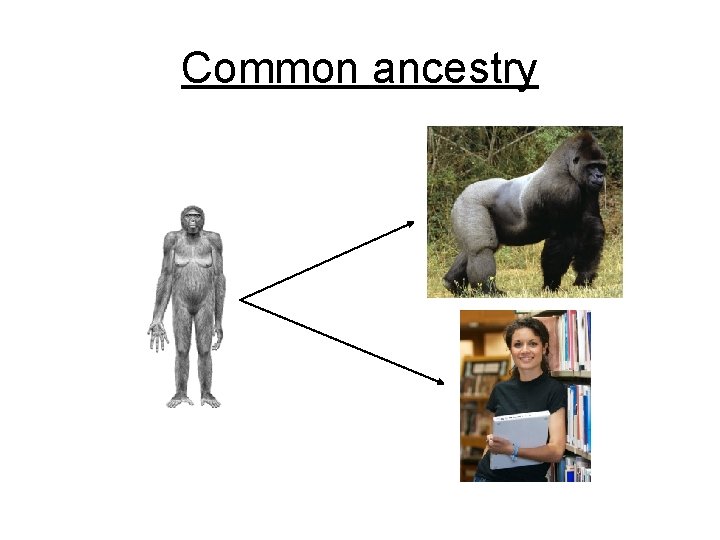 Common ancestry 