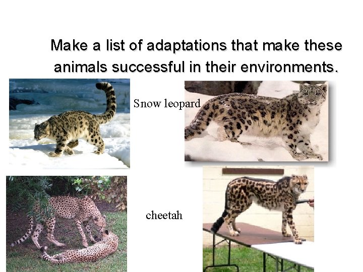 Make a list of adaptations that make these animals successful in their environments. Snow