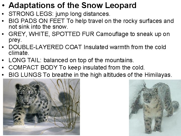  • Adaptations of the Snow Leopard • STRONG LEGS: jump long distances. •