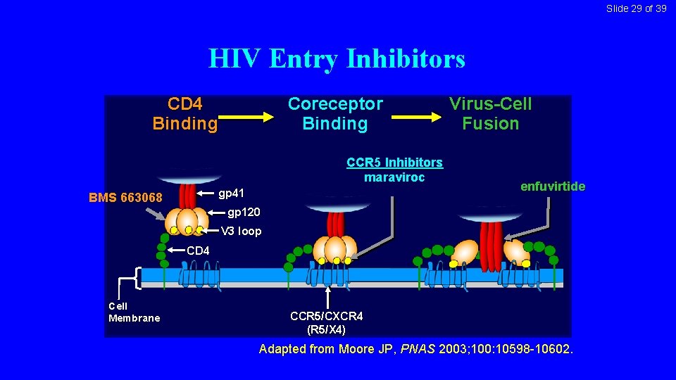 Slide 29 of 39 HIV Entry Inhibitors CD 4 Binding Coreceptor Binding CCR 5