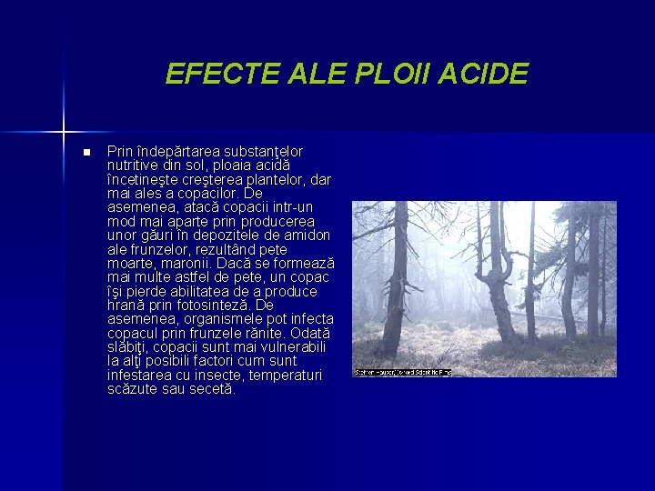 EFECTE ALE PLOII ACIDE n Prin îndepărtarea substanţelor nutritive din sol, ploaia acidă încetineşte