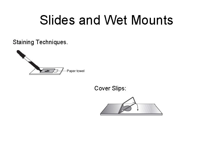 Slides and Wet Mounts Staining Techniques. Cover Slips: 