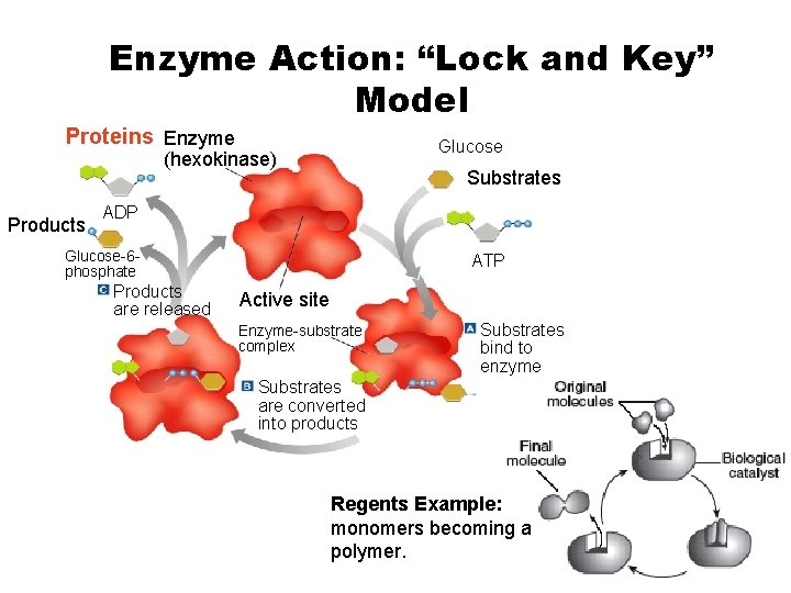 Enzyme Action: “Lock and Key” Section 2 -4 Model Proteins Enzyme Glucose (hexokinase) Products