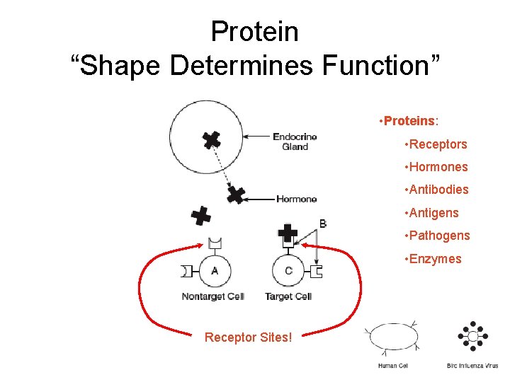 Protein “Shape Determines Function” • Proteins: • Receptors • Hormones • Antibodies • Antigens