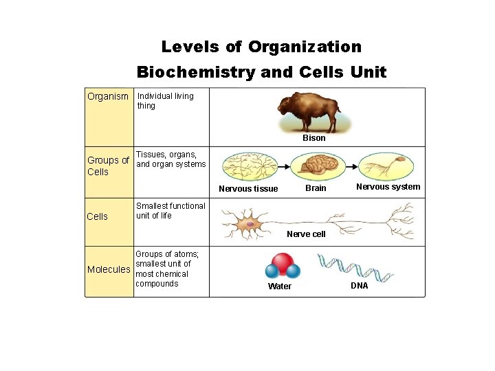 Levels of Organization Section 1 -3 Biochemistry and Cells Unit Organism Individual living thing