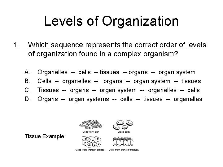 Levels of Organization 1. Which sequence represents the correct order of levels of organization