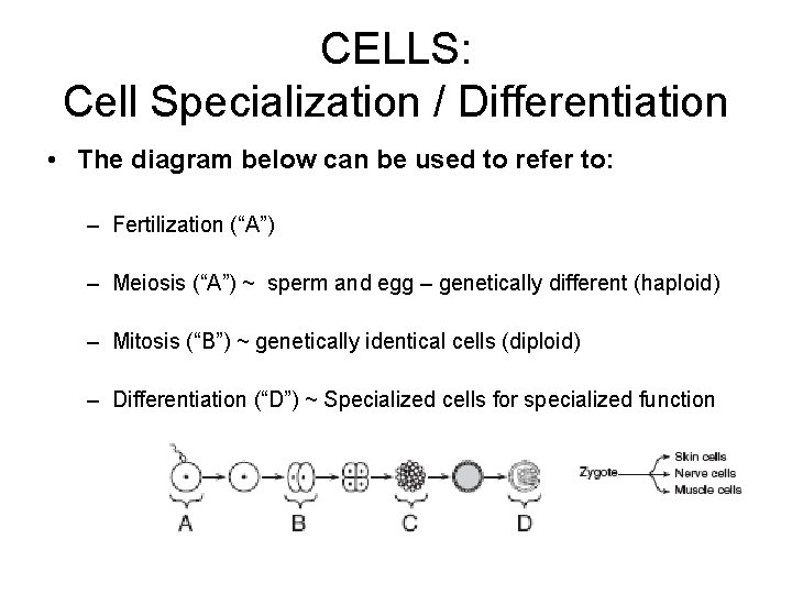 CELLS: Cell Specialization / Differentiation • The diagram below can be used to refer