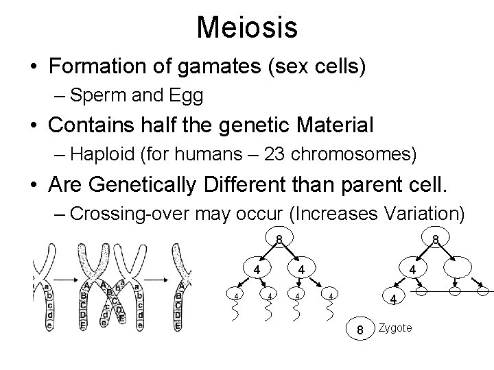 Meiosis • Formation of gamates (sex cells) – Sperm and Egg • Contains half