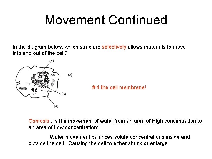 Movement Continued In the diagram below, which structure selectively allows materials to move into