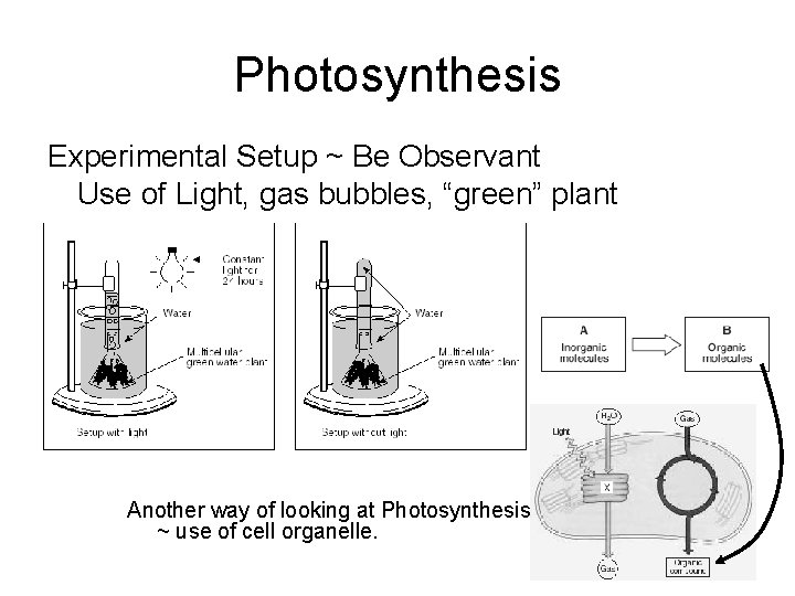 Photosynthesis Experimental Setup ~ Be Observant Use of Light, gas bubbles, “green” plant Another