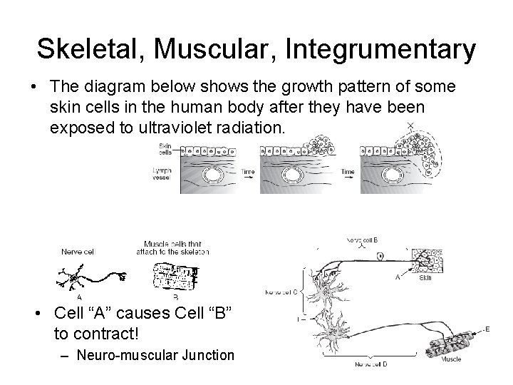 Skeletal, Muscular, Integrumentary • The diagram below shows the growth pattern of some skin