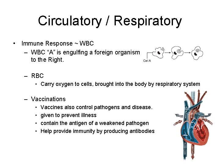 Circulatory / Respiratory • Immune Response ~ WBC – WBC “A” is engulfing a