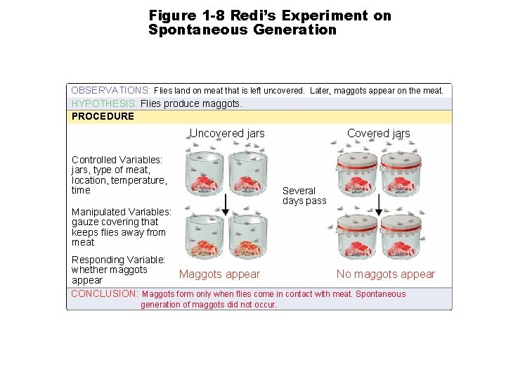 Figure 1 -8 Redi’s Experiment on Spontaneous Generation Section 1 -2 OBSERVATIONS: Flies land