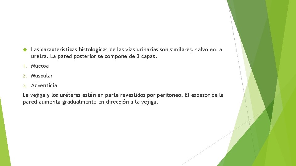  Las características histológicas de las vías urinarias son similares, salvo en la uretra.