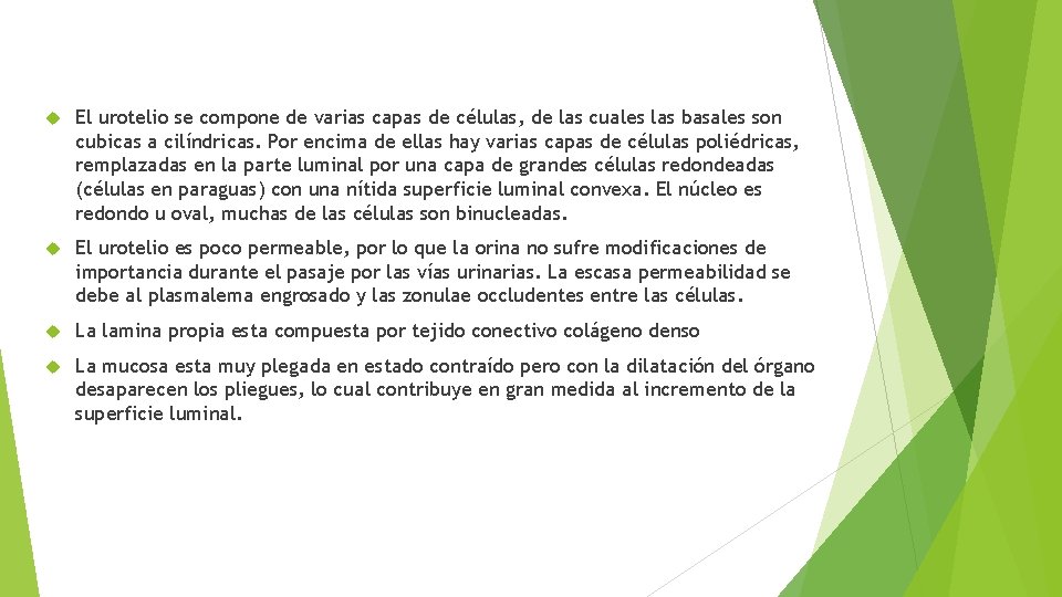  El urotelio se compone de varias capas de células, de las cuales las