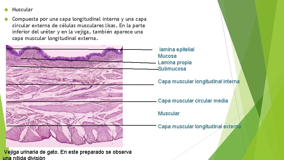  Muscular Compuesta por una capa longitudinal interna y una capa circular externa de