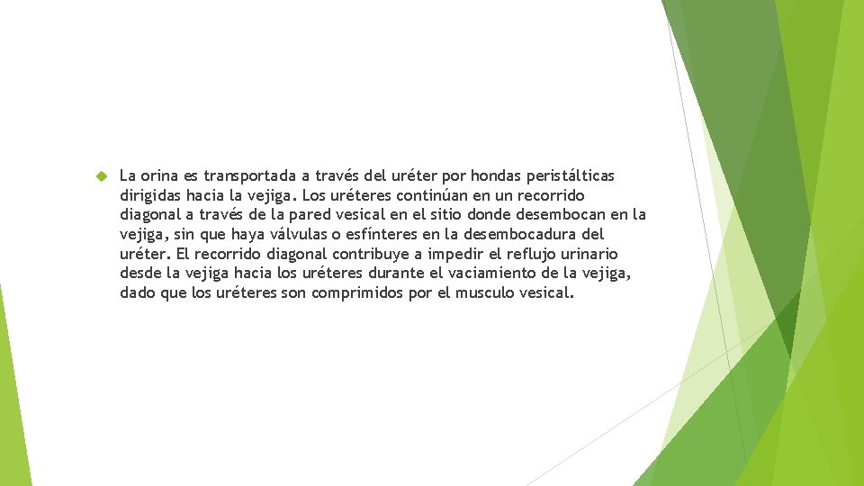  La orina es transportada a través del uréter por hondas peristálticas dirigidas hacia