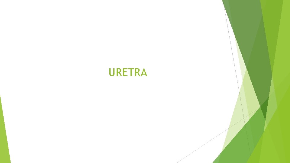 URETRA 