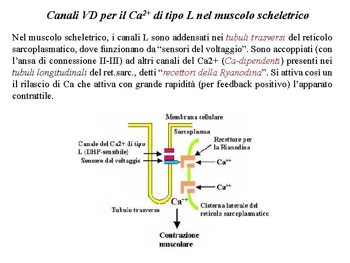 Canali VD per il Ca 2+ di tipo L nel muscolo scheletrico Nel muscolo Canali VD per il Ca 2+ di tipo L nel muscolo scheletrico Nel muscolo