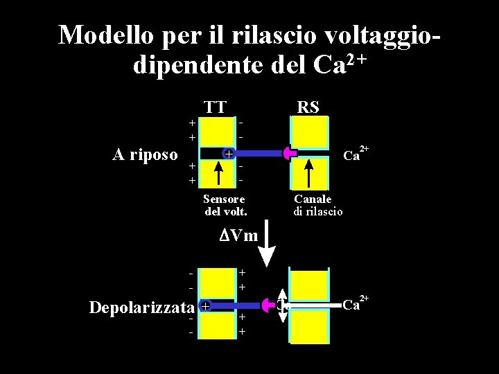 Modello per il rilascio voltaggiodipendente del Ca 2+ A riposo + + TT - Modello per il rilascio voltaggiodipendente del Ca 2+ A riposo + + TT -