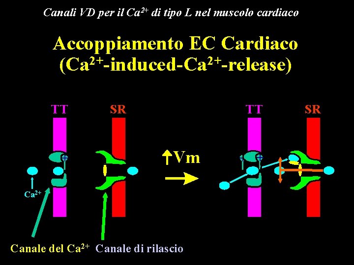 Canali VD per il Ca 2+ di tipo L nel muscolo cardiaco Accoppiamento EC Canali VD per il Ca 2+ di tipo L nel muscolo cardiaco Accoppiamento EC