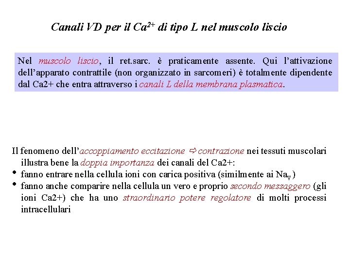Canali VD per il Ca 2+ di tipo L nel muscolo liscio Nel muscolo Canali VD per il Ca 2+ di tipo L nel muscolo liscio Nel muscolo