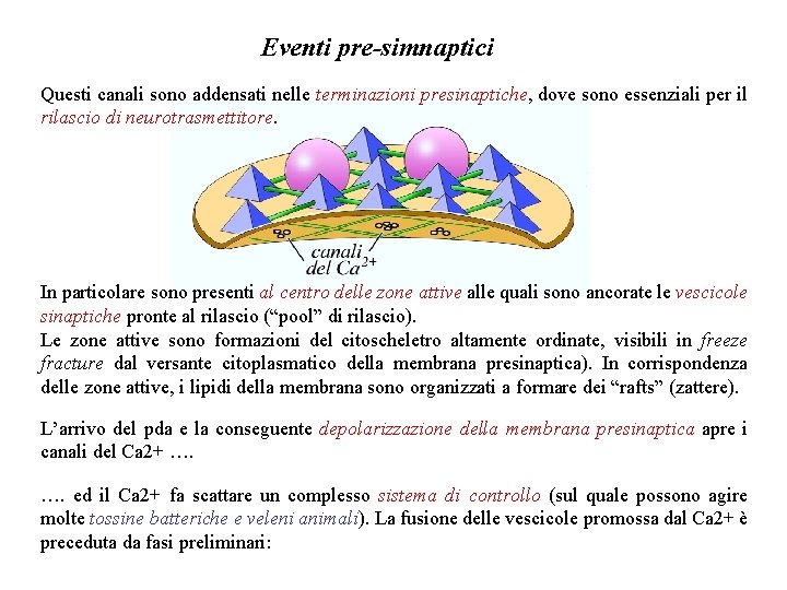 Eventi pre-simnaptici Questi canali sono addensati nelle terminazioni presinaptiche, dove sono essenziali per il Eventi pre-simnaptici Questi canali sono addensati nelle terminazioni presinaptiche, dove sono essenziali per il