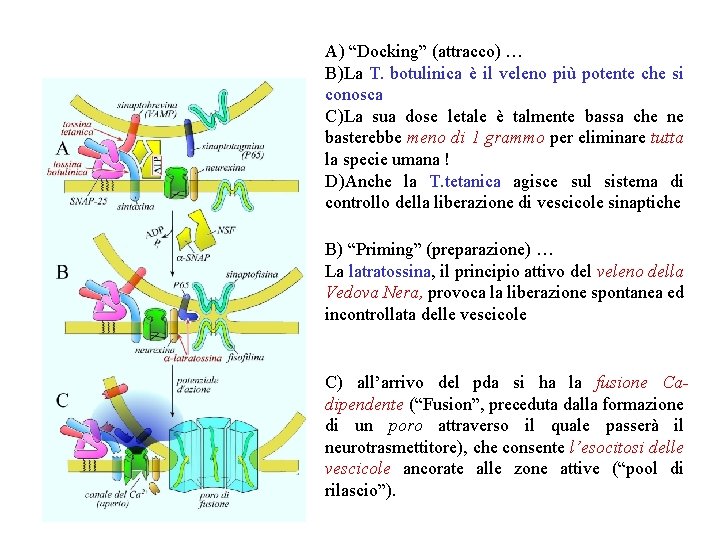 A) “Docking” (attracco) … B)La T. botulinica è il veleno più potente che si A) “Docking” (attracco) … B)La T. botulinica è il veleno più potente che si