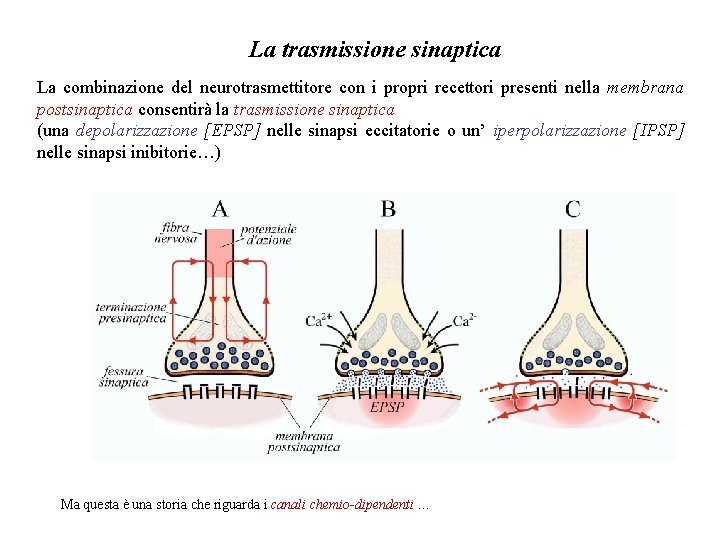 La trasmissione sinaptica La combinazione del neurotrasmettitore con i propri recettori presenti nella membrana La trasmissione sinaptica La combinazione del neurotrasmettitore con i propri recettori presenti nella membrana
