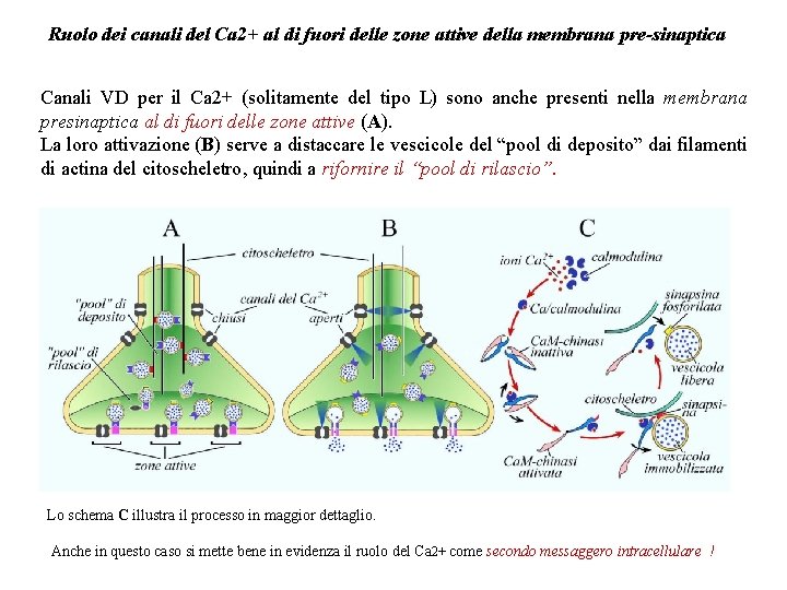 Ruolo dei canali del Ca 2+ al di fuori delle zone attive della membrana Ruolo dei canali del Ca 2+ al di fuori delle zone attive della membrana