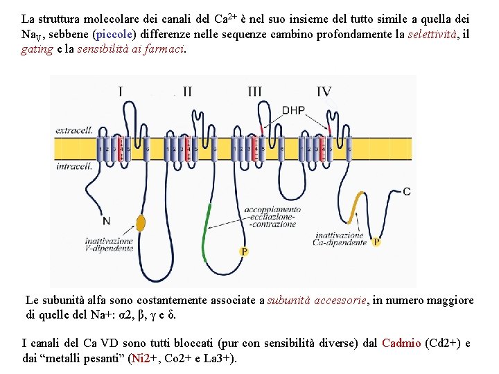 La struttura molecolare dei canali del Ca 2+ è nel suo insieme del tutto La struttura molecolare dei canali del Ca 2+ è nel suo insieme del tutto