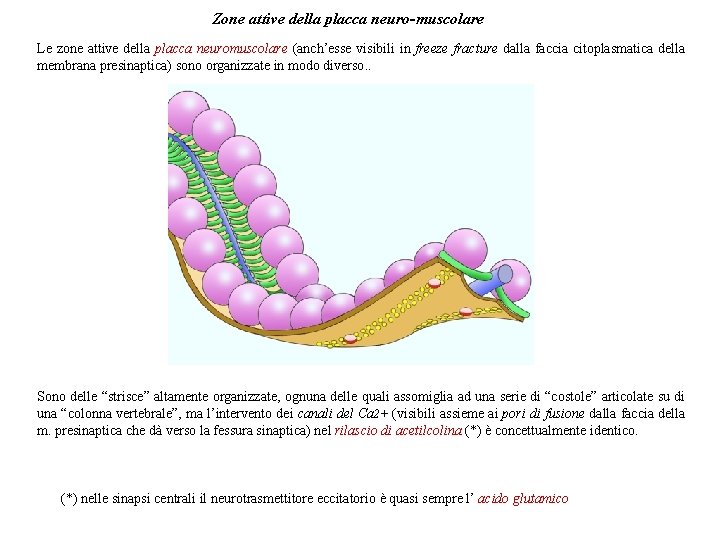 Zone attive della placca neuro-muscolare Le zone attive della placca neuromuscolare (anch’esse visibili in Zone attive della placca neuro-muscolare Le zone attive della placca neuromuscolare (anch’esse visibili in