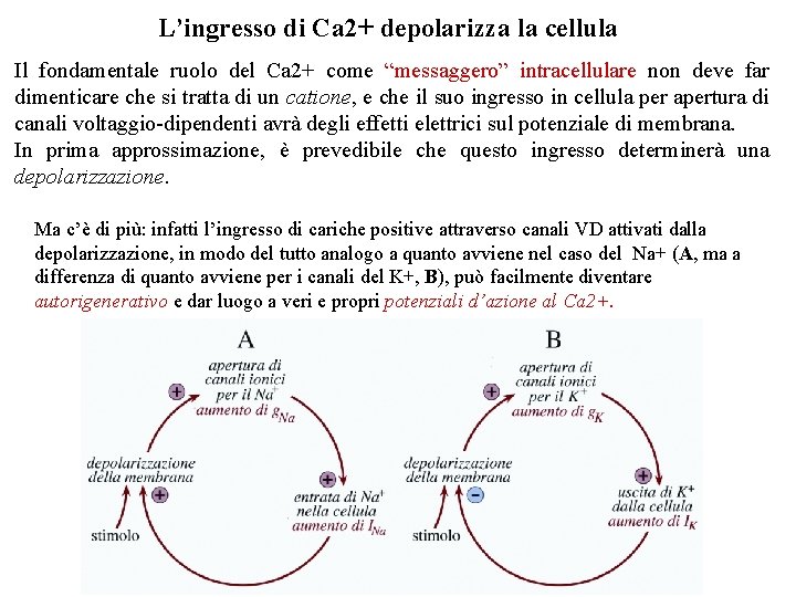 L’ingresso di Ca 2+ depolarizza la cellula Il fondamentale ruolo del Ca 2+ come L’ingresso di Ca 2+ depolarizza la cellula Il fondamentale ruolo del Ca 2+ come