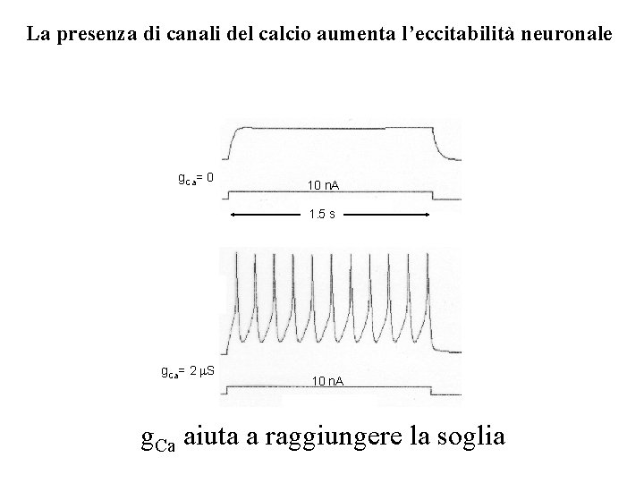 La presenza di canali del calcio aumenta l’eccitabilità neuronale g. Ca= 0 10 n. La presenza di canali del calcio aumenta l’eccitabilità neuronale g. Ca= 0 10 n.