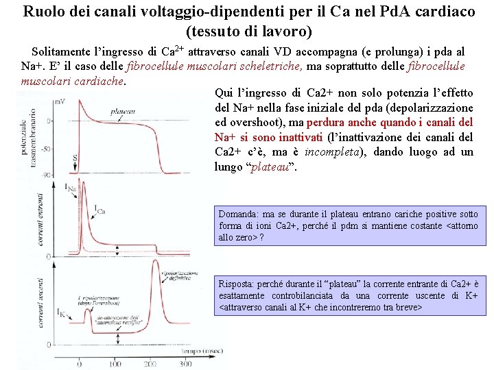 Ruolo dei canali voltaggio-dipendenti per il Ca nel Pd. A cardiaco (tessuto di lavoro) Ruolo dei canali voltaggio-dipendenti per il Ca nel Pd. A cardiaco (tessuto di lavoro)