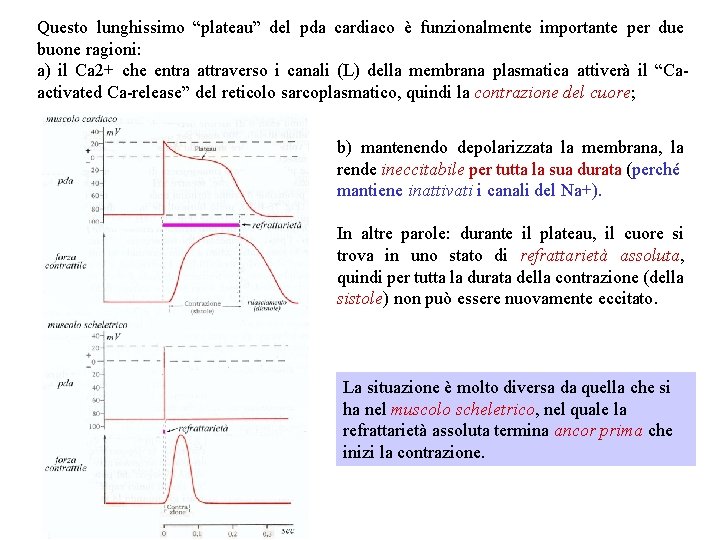 Questo lunghissimo “plateau” del pda cardiaco è funzionalmente importante per due buone ragioni: a) Questo lunghissimo “plateau” del pda cardiaco è funzionalmente importante per due buone ragioni: a)