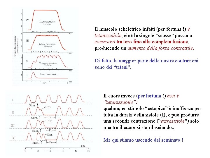 Il muscolo scheletrico infatti (per fortuna !) è tetanizzabile, cioè le singole “scosse” possono Il muscolo scheletrico infatti (per fortuna !) è tetanizzabile, cioè le singole “scosse” possono
