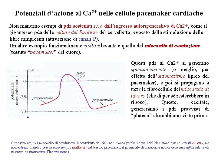 Potenziali d’azione al Ca 2+ nelle cellule pacemaker cardiache Non mancano esempi di pda Potenziali d’azione al Ca 2+ nelle cellule pacemaker cardiache Non mancano esempi di pda