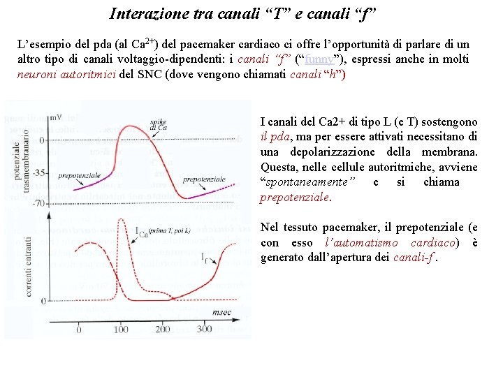 Interazione tra canali “T” e canali “f” L’esempio del pda (al Ca 2+) del Interazione tra canali “T” e canali “f” L’esempio del pda (al Ca 2+) del