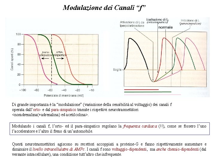 Modulazione dei Canali “f” Di grande importanza è la “modulazione” (variazione della sensibilità al Modulazione dei Canali “f” Di grande importanza è la “modulazione” (variazione della sensibilità al