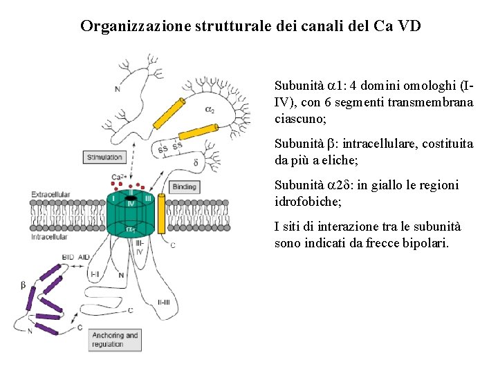 Organizzazione strutturale dei canali del Ca VD Subunità a 1: 4 domini omologhi (IIV), Organizzazione strutturale dei canali del Ca VD Subunità a 1: 4 domini omologhi (IIV),