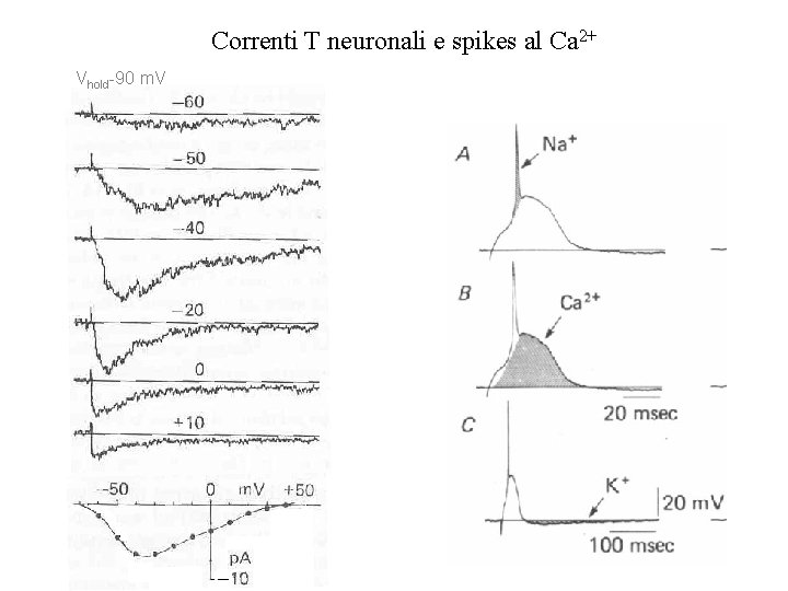 Correnti T neuronali e spikes al Ca 2+ Vhold-90 m. V Correnti T neuronali e spikes al Ca 2+ Vhold-90 m. V