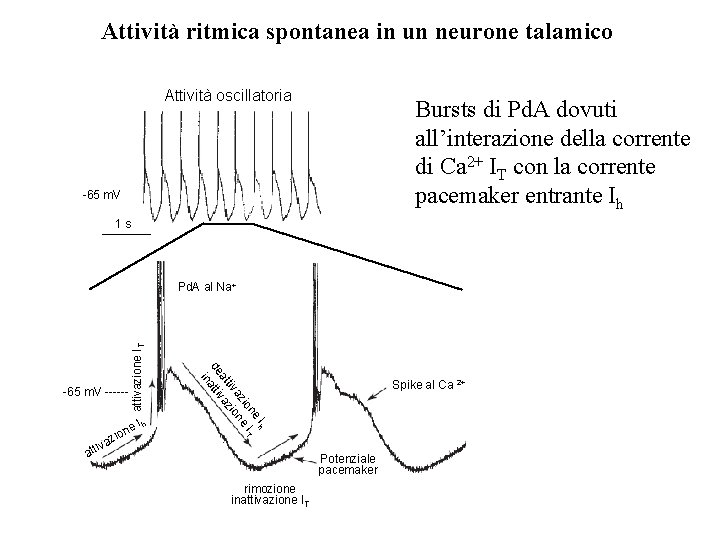 Attività ritmica spontanea in un neurone talamico Attività oscillatoria Bursts di Pd. A dovuti Attività ritmica spontanea in un neurone talamico Attività oscillatoria Bursts di Pd. A dovuti