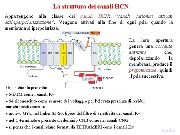 La struttura dei canali HCN Appartengono alla classe dei canali HCN: “canali cationici attivati La struttura dei canali HCN Appartengono alla classe dei canali HCN: “canali cationici attivati