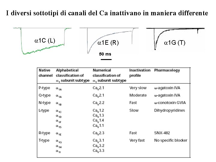 I diversi sottotipi di canali del Ca inattivano in maniera differente a 1 C I diversi sottotipi di canali del Ca inattivano in maniera differente a 1 C