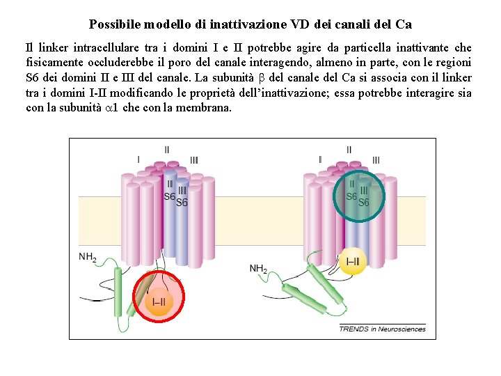Possibile modello di inattivazione VD dei canali del Ca Il linker intracellulare tra i Possibile modello di inattivazione VD dei canali del Ca Il linker intracellulare tra i