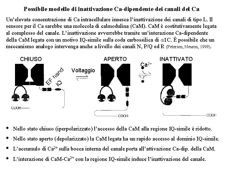 Possibile modello di inattivazione Ca-dipendente dei canali del Ca Un’elevata concentrazione di Ca intracellulare Possibile modello di inattivazione Ca-dipendente dei canali del Ca Un’elevata concentrazione di Ca intracellulare