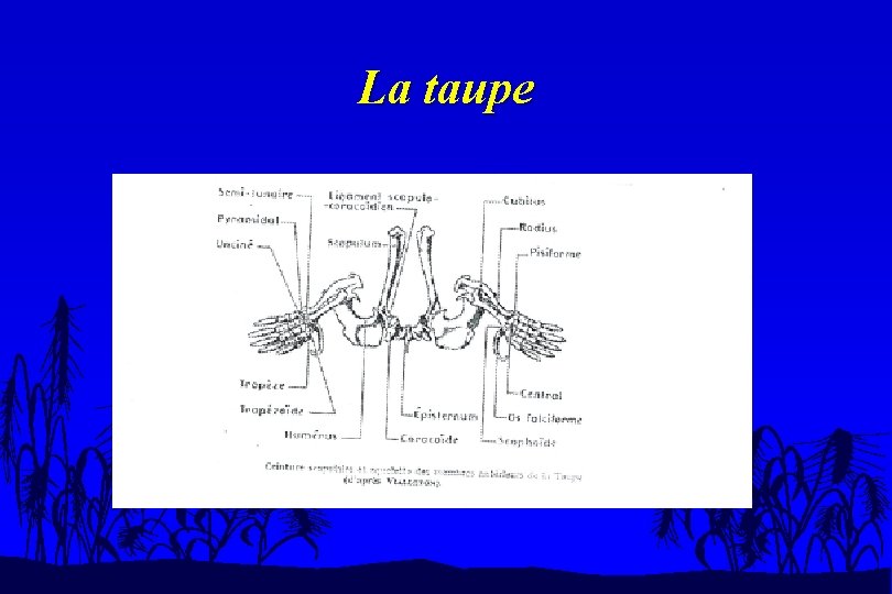 La taupe 
