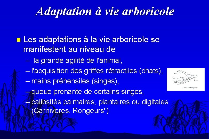 Adaptation à vie arboricole n Les adaptations à la vie arboricole se manifestent au