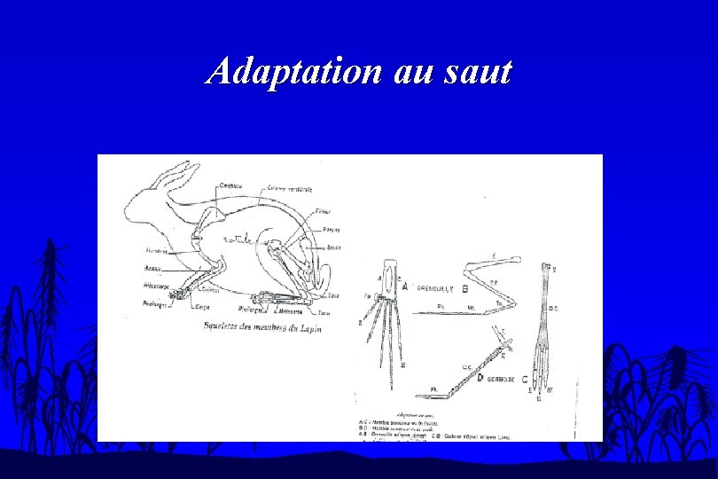 Adaptation au saut 